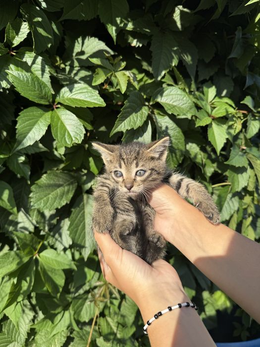 Котята в поисках дома