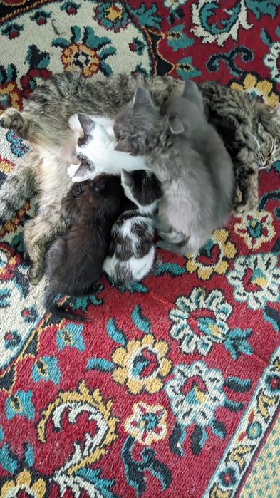Отдам бесплатно в добрые руки