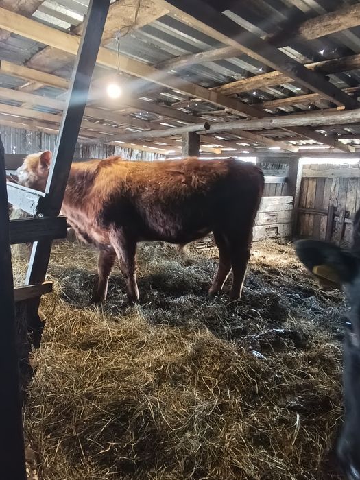 Продам двух  бычков