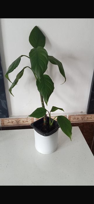 Продам цветы комнатные