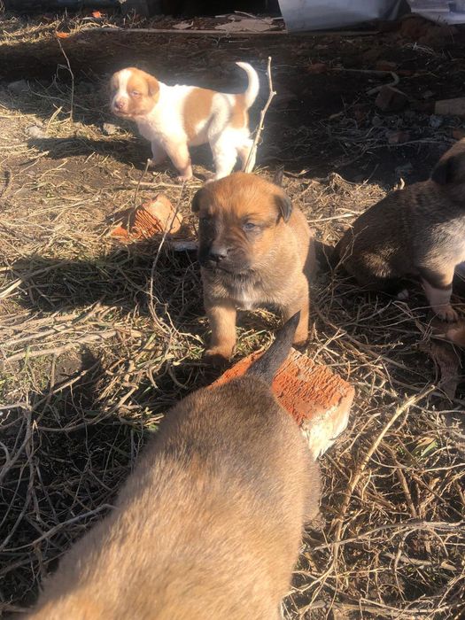 Продам шенка Алабая  25 000