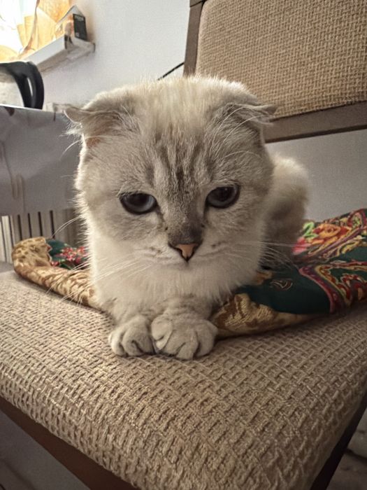 Котята породистые