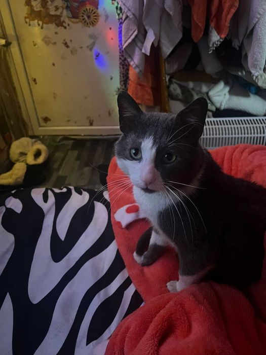 Adoptie motan Grinisor