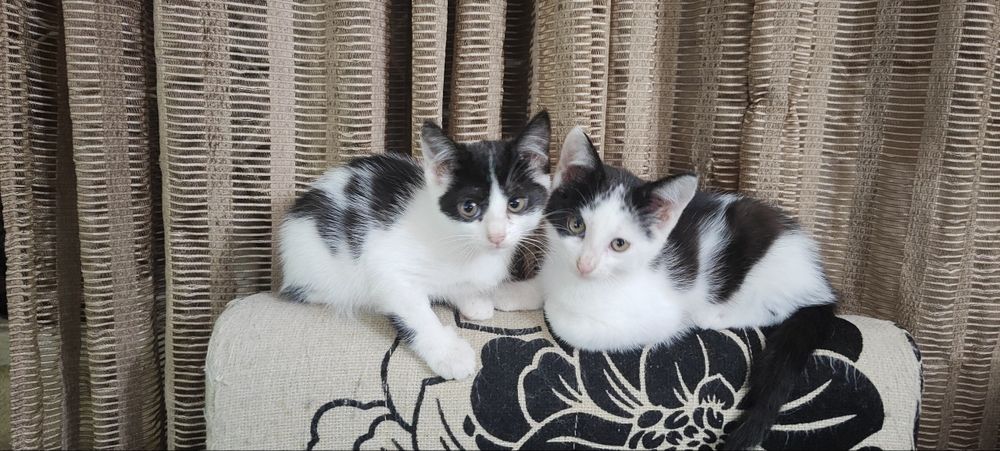 Котята 2 месяца. Мальчики.