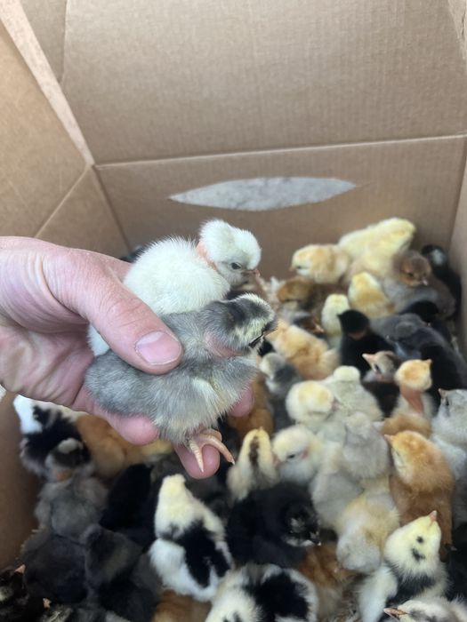 Puișori de Rasă 6/7 zile