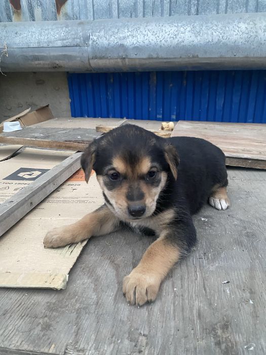 Щенки в добрые руки бесплатно