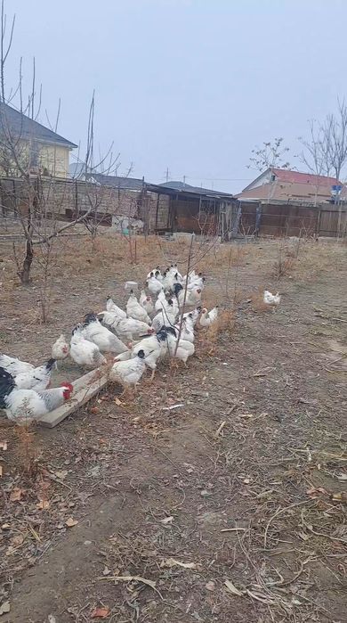 Жұмыртқа инкубатор  яицо