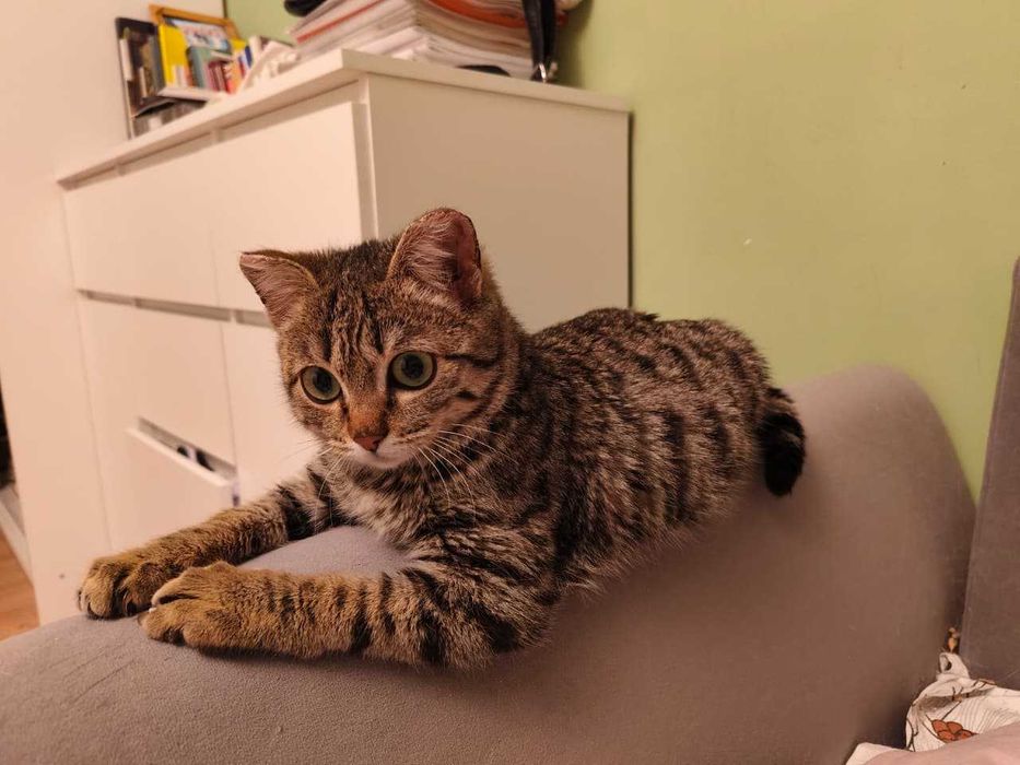 Отдам котика в добрые руки