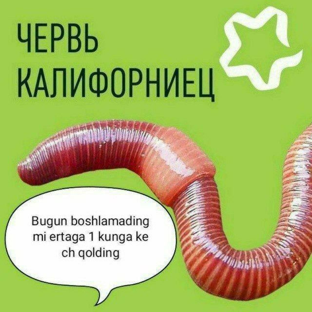 Аксия!!! Калифорния чувалчанги