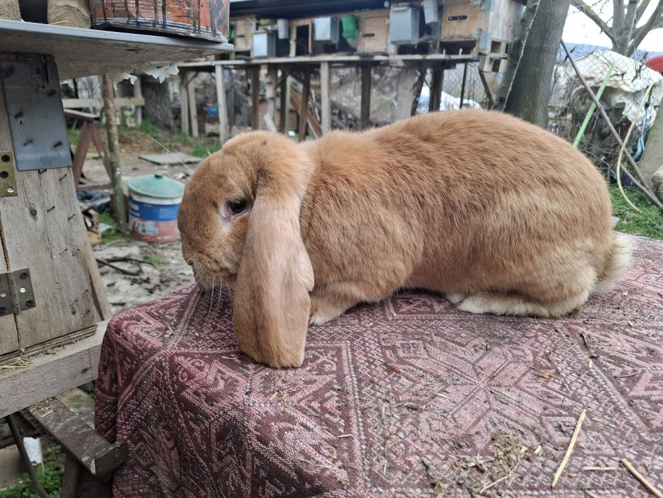 Петли и Кочовати зайциза разплод.Астралорп и Арауйана