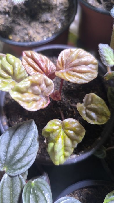 Пеперомия сморщеная 8 сортов