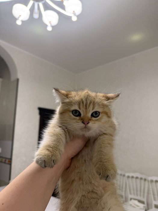 Британская золотая шиншилла мальчик чистокровная