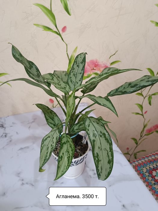 Лейка для цветов