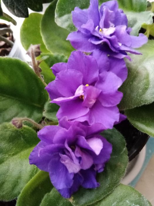 Комнатные растения