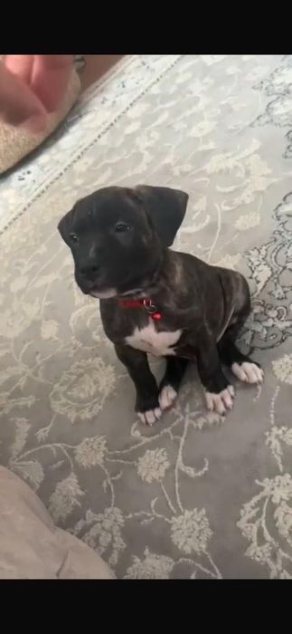 Стаффордширский терьер