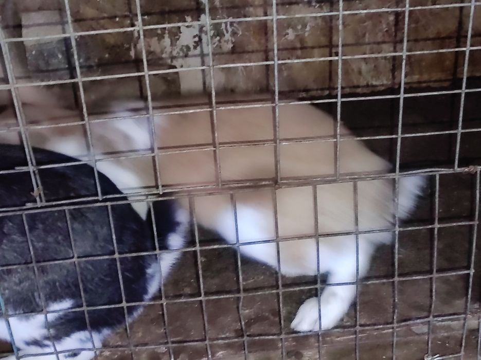 Кролики 2-3 кг 3 самца 1 самка