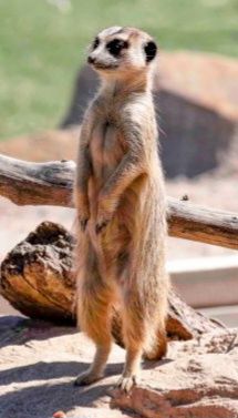 Сурикаты малыши. Ручной выкорм.