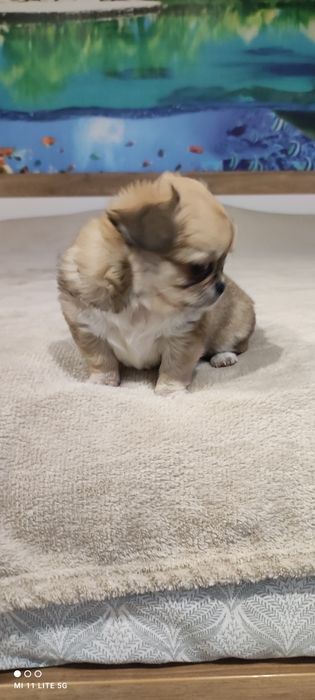 Две момичета чихуахуа