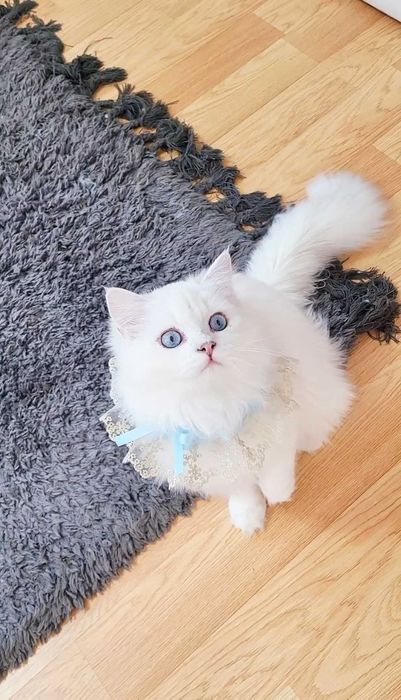 British longhair baietel alb cu ochi albaștri pedigree