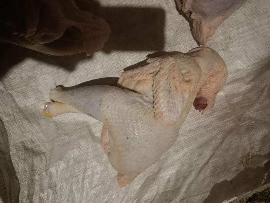 куринные тушки целиком