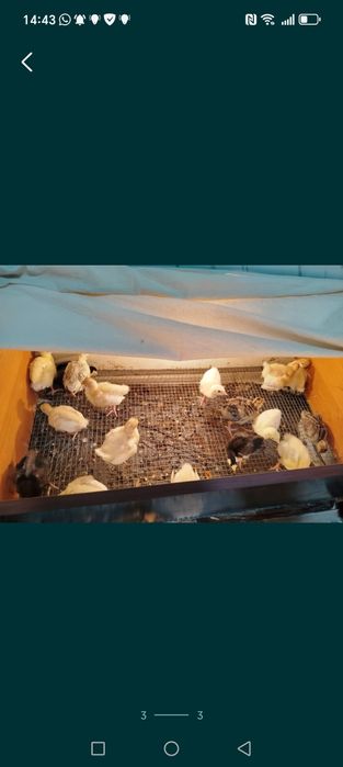 Индук балапандары