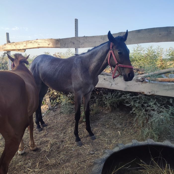 Продам тай 1.5 года