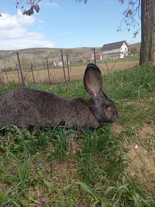 Iepuri Uriași german
