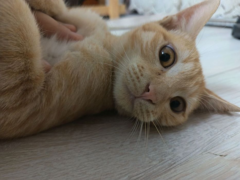 Мушук:4 ойли  киз бола