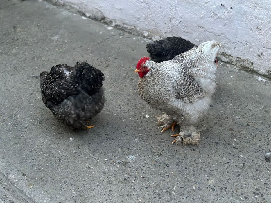 De vânzare gaini cochinchina urias galben si barat