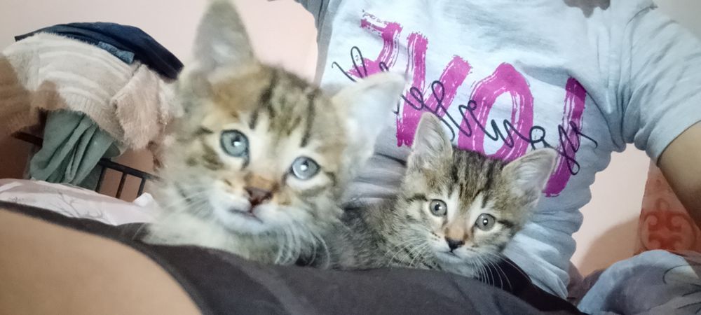 Мушиклар хадияга