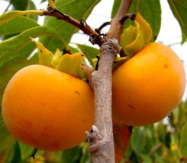 Kaki soiuri diferite