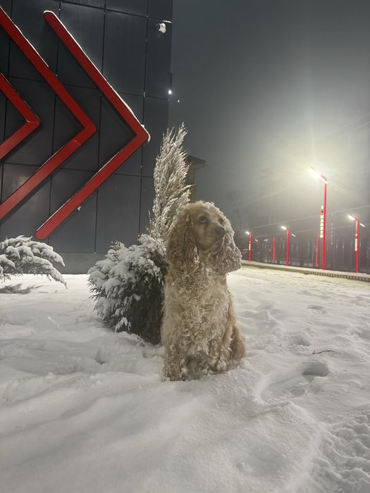 Вязка английский кокер спаниель