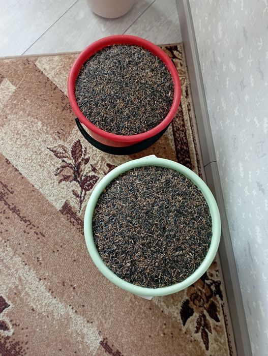 Продам сырые семечки.