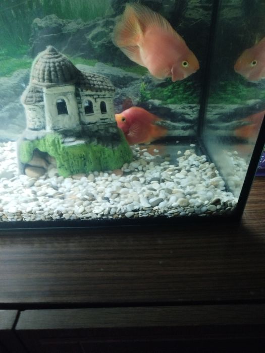 Красный попугай.