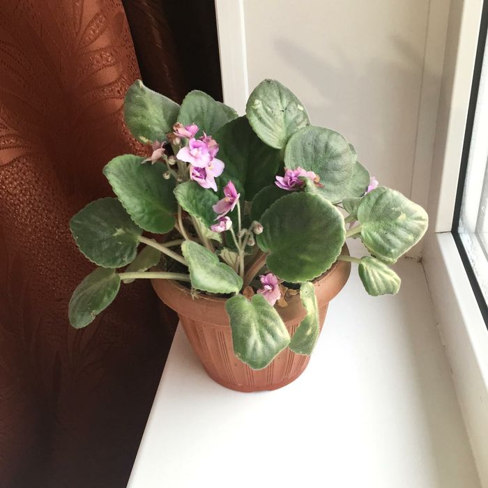 Цветы в горшочке