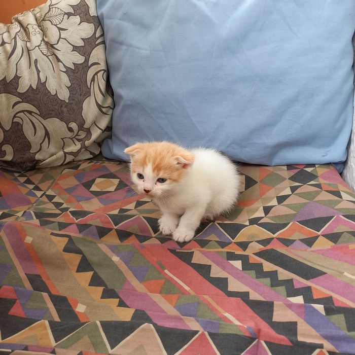 Продам вислоухих британских котят