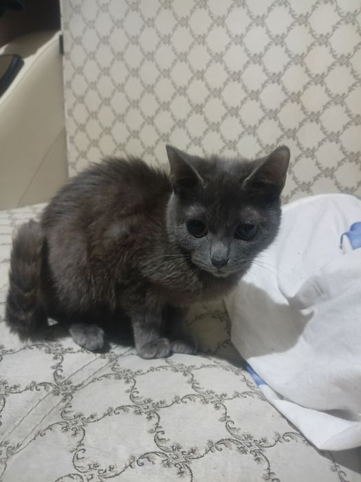 Кошечка 4 месяца в добрые руки