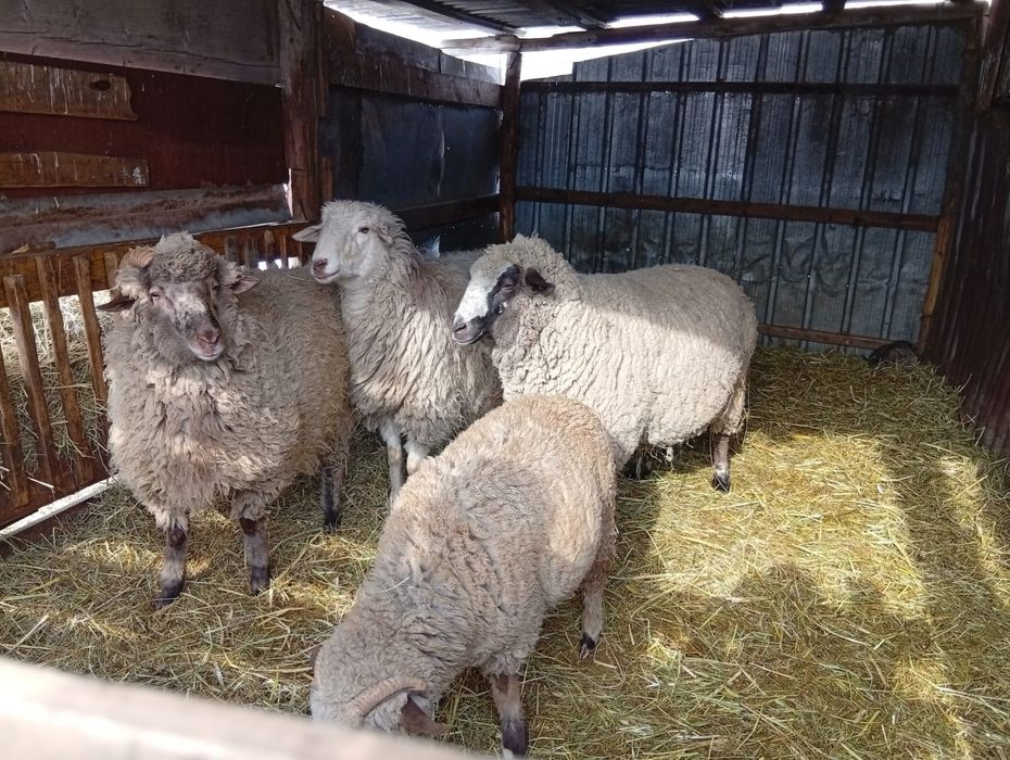 Продам баранов двух самцов и двух самок