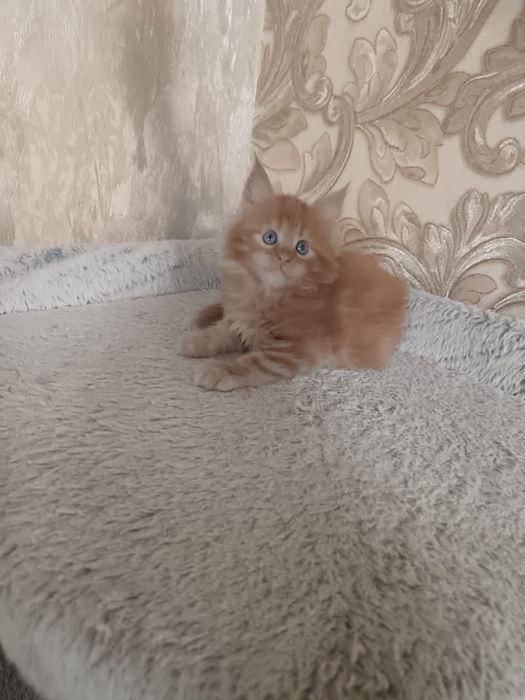 Котята мейн кун.