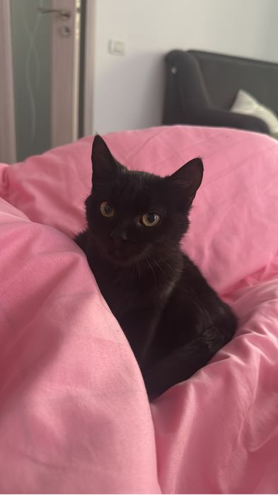 Pisica spre adoptie , zona  Teleorman/Turnu Magurele