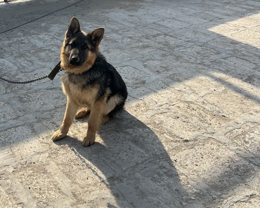 Щенок (собака)  овчарка