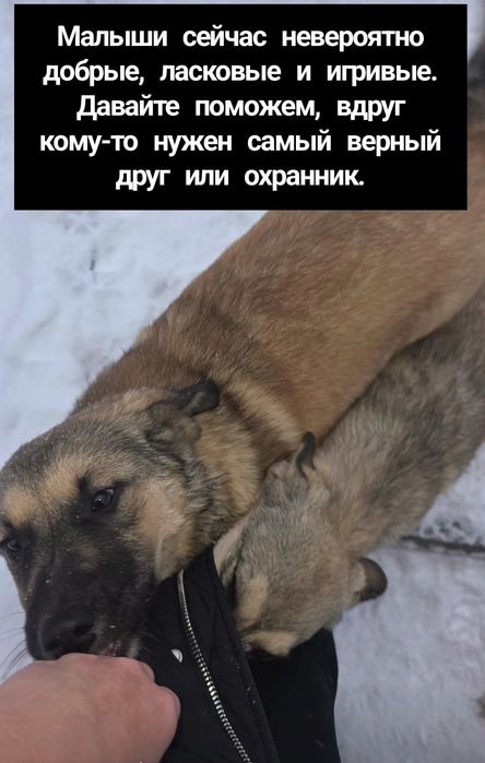 Щенки в добрые руки