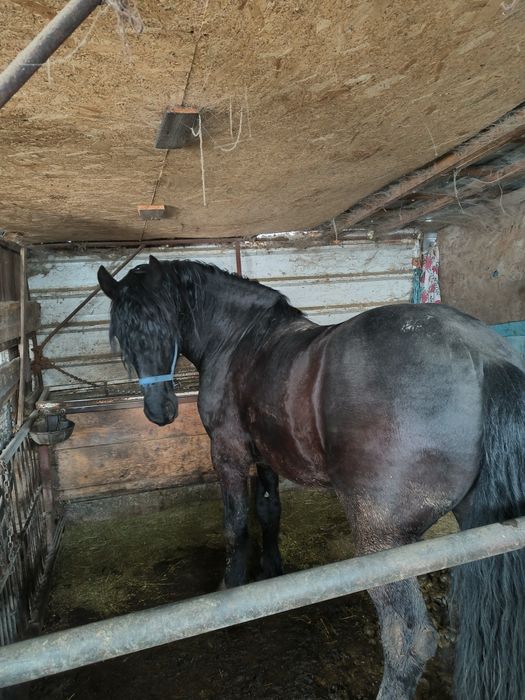 Armăsar metiși de frizian