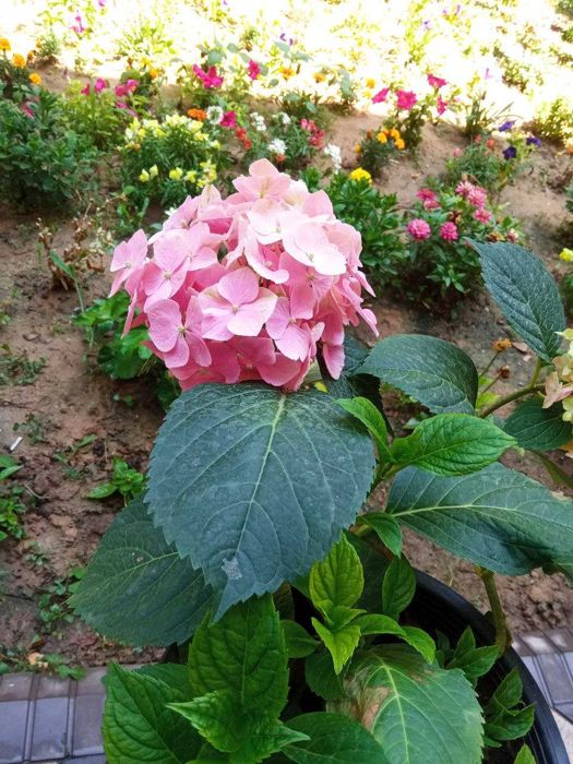 Гортензия розовая