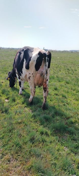 Vand vaca rasa holstein