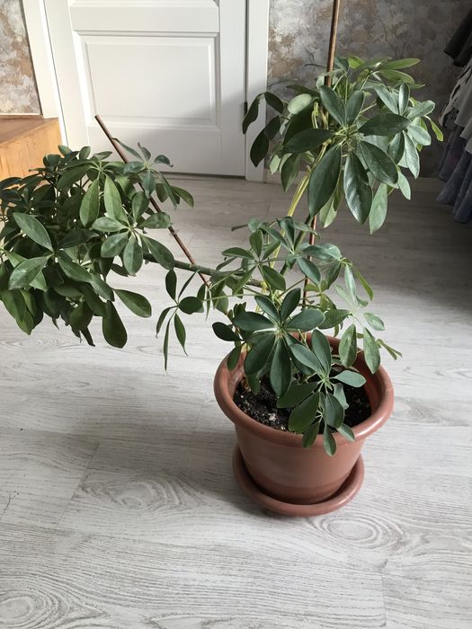 Продам Комнатные цветы