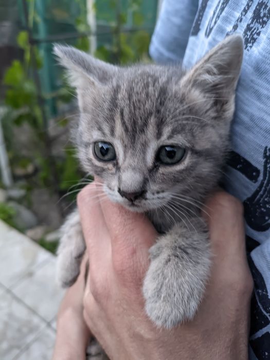 Отдам котят даром (тегін) в добрые руки!