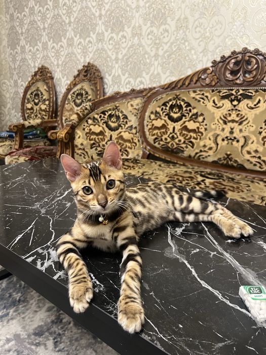 Bengal mushugi чистокровный