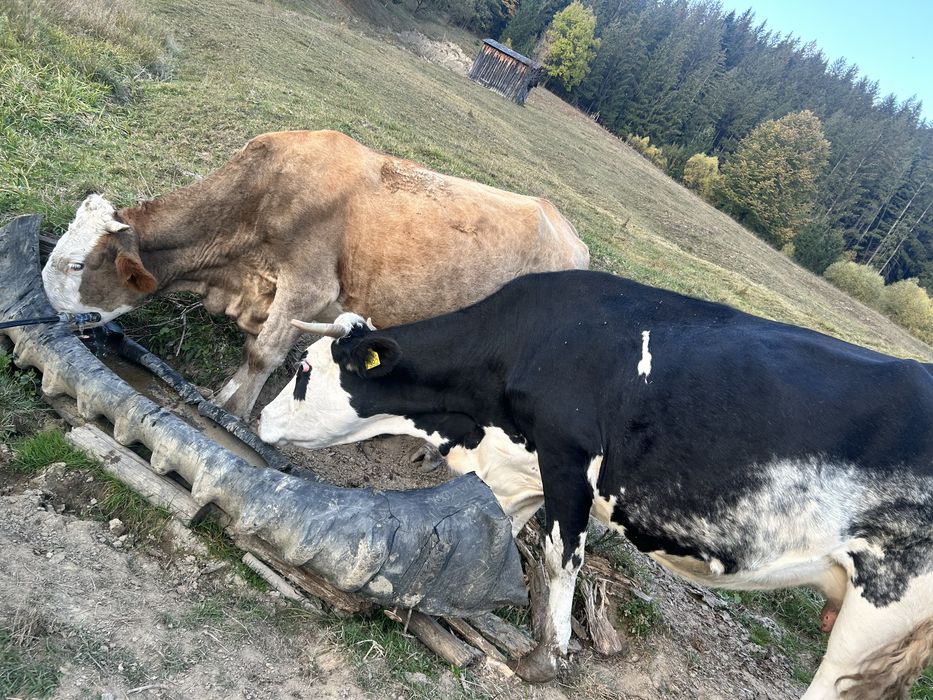 Vaci baltate românesti