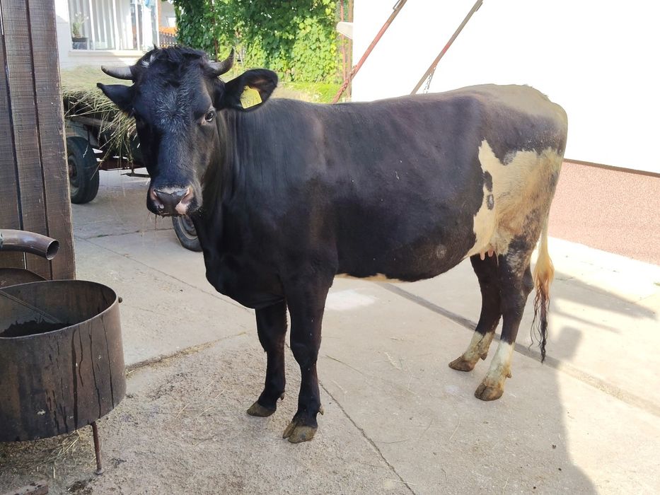 Vaca gestanta intretinuta